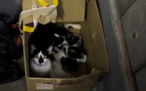 Trova una mamma gatta senza forze abbandonata in una scatola con i suoi gattini: decide immediatamente di salvarli (VIDEO)