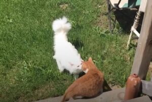 Il gatto bianco è innamorato di quello arancione, ma lui ce la mette tutta per respingere il candido pretendente