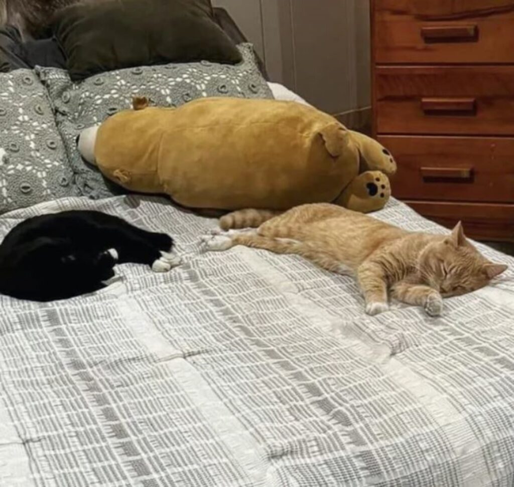 due gatti dormono sul letto