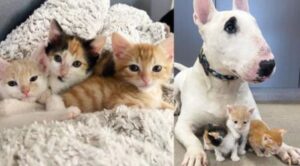 I tre minuscoli gattini diventeranno dei meravigliosi gatti grazie all’aiuto di un cane pieno d’amore