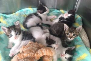 Sei gattini con una patologia particolare sono stati salvati prima di andare incontro a un tragico destino