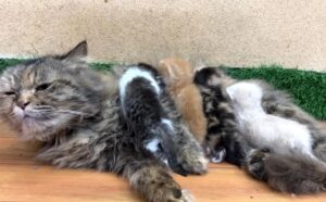 La mamma gatta preoccupata porta i suoi gattini in fin di vita in un centro veterinario, sperando di poterli salvare (VIDEO)