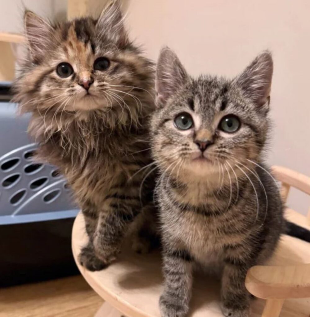 due gattini molto piccoli