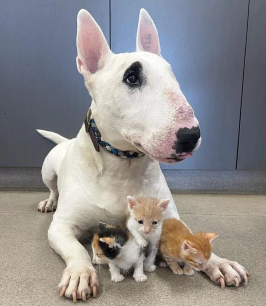 un bull terrier con tre gattini