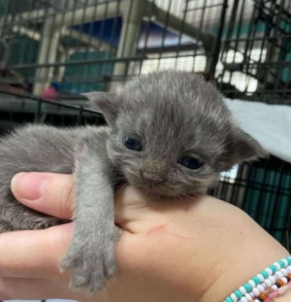 un gattino molto piccolo