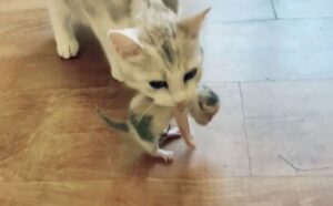 “Cosa fai, vieni qui”: i genitori di questo gattino lo mettono al sicuro quando sentono il suo richiamo (VIDEO)