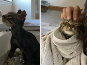 La gattina appena salvata realizza finalmente che andrà tutto bene e il momento in cui lo capisce è memorabile