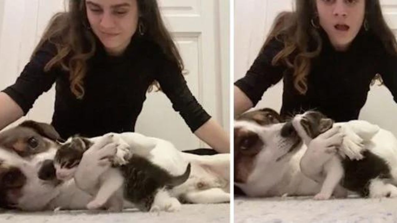 gattino consola cane in lutto