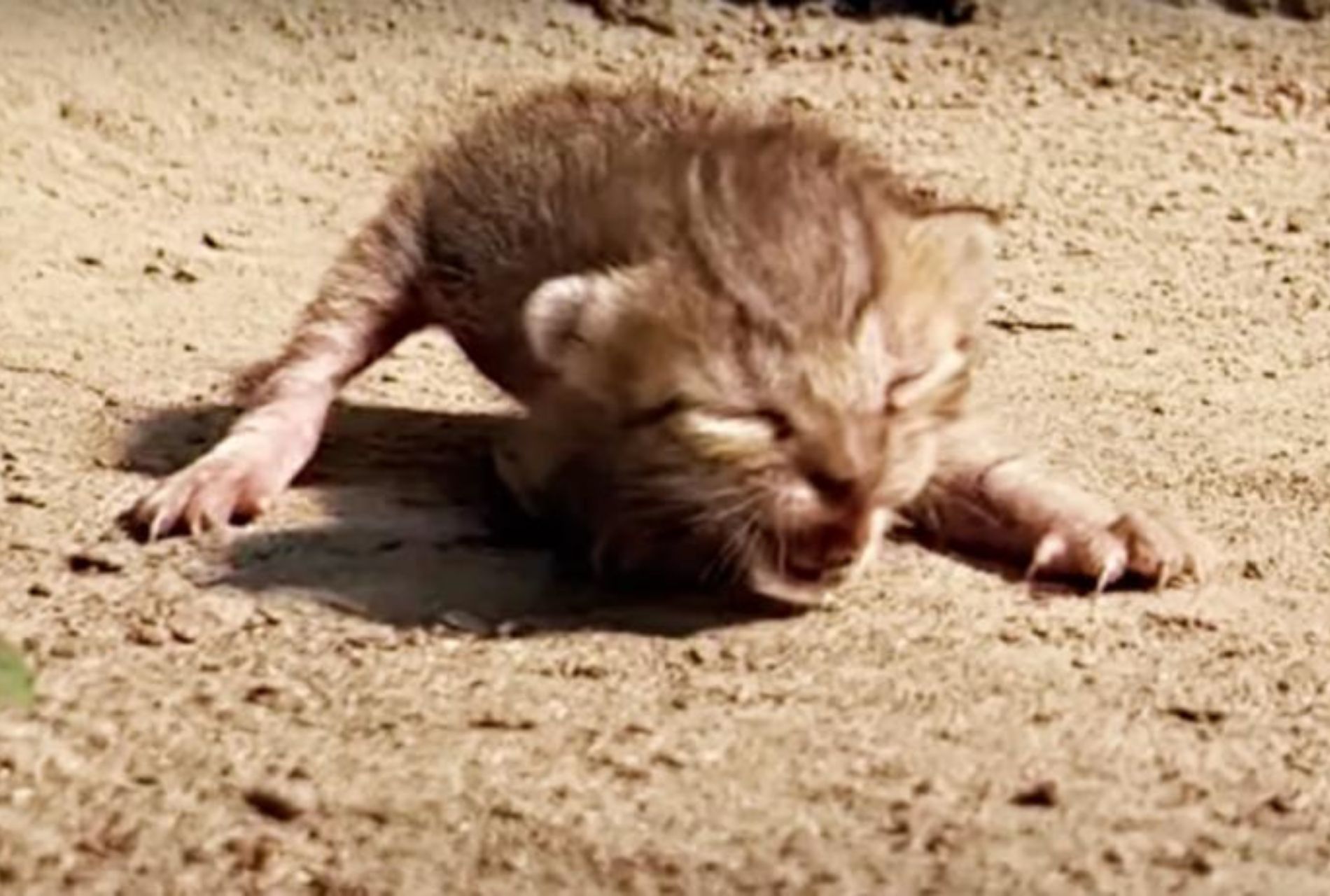 gattino randagio adottato da gatta