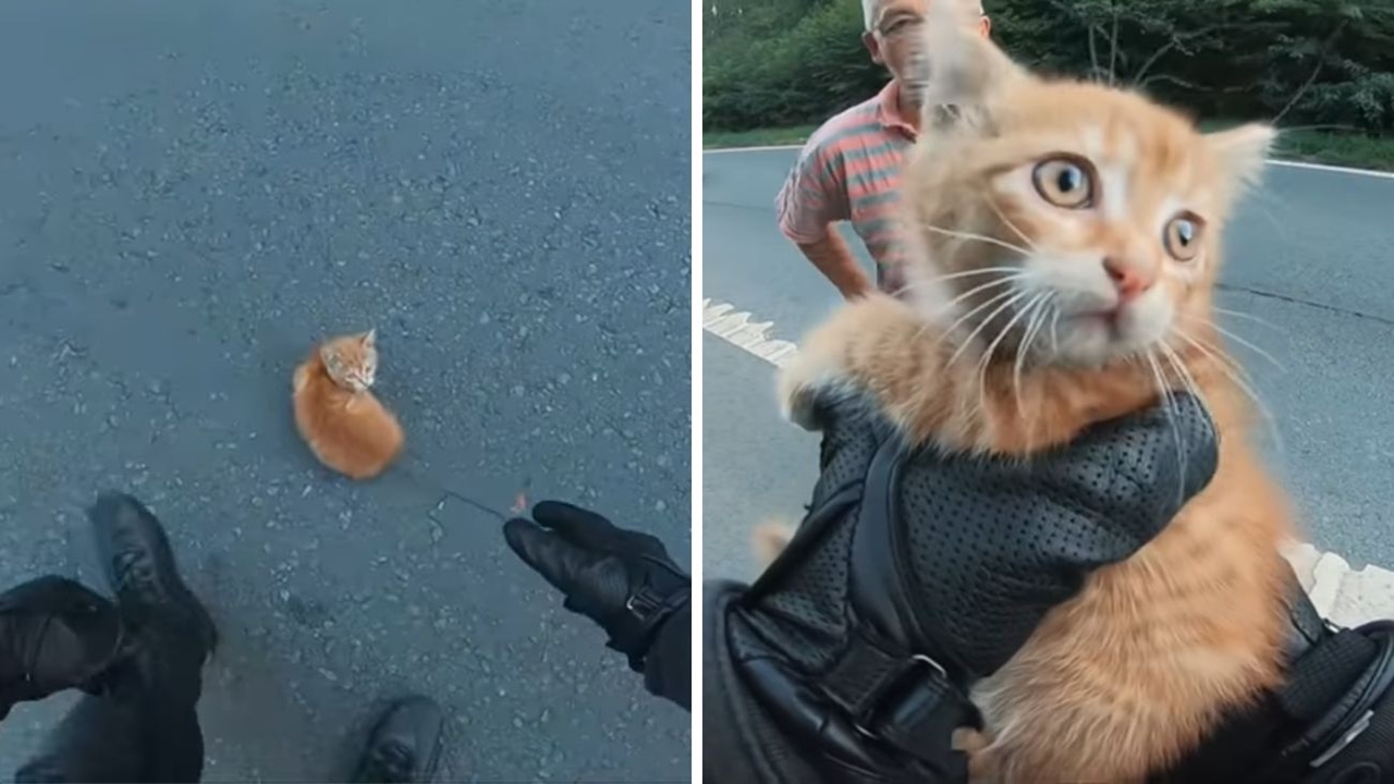 Gattino salvato motociclista