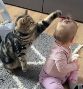 Il gatto curioso trova un gioco “particolare”: decide di prendere di mira le codine della sua sorellina umana