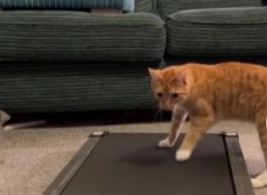 L’esilarante tentativo del gatto di salire (e usare) il tapis rouland fa impazzire tutti quelli che lo osservano
