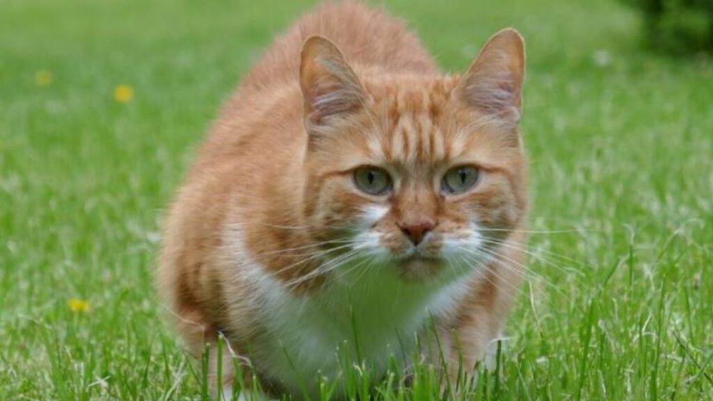 un gatto arancione