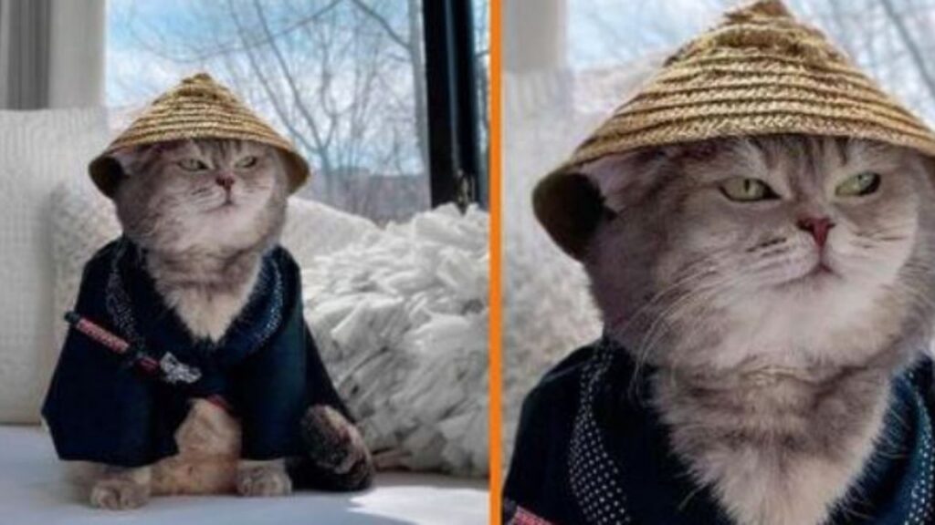 un gatto con un cappello