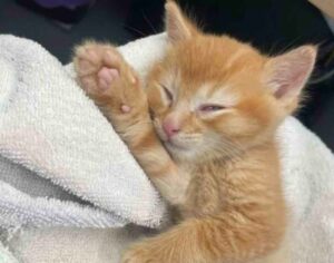 Il gattino è arrivato alla clinica piccolo e senza forze: nel giro di poco tempo è diventato un membro dello staff veterinario