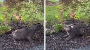 Il gatto e la volpe, ma non proprio come nella canzone: l’incontro tra questi due animali è decisamente da guardare