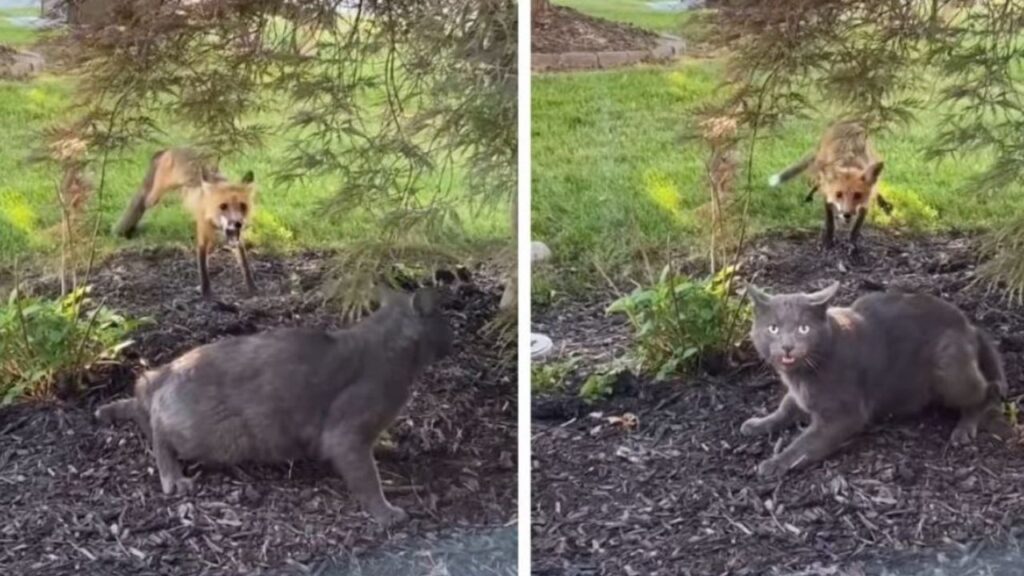 un gatto grigio con una volpe