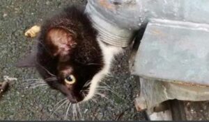 Il gatto la cui testa è rimasta bloccata nel bidone della spazzatura ha fortunatamente trovato una vita felice e alternativa