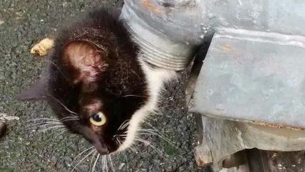 un gattino incastrato