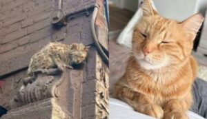 Hanno visto questo gatto per la prima volta arrampicato su un edificio: ora che la sua vita sta cambiando è irriconoscibile