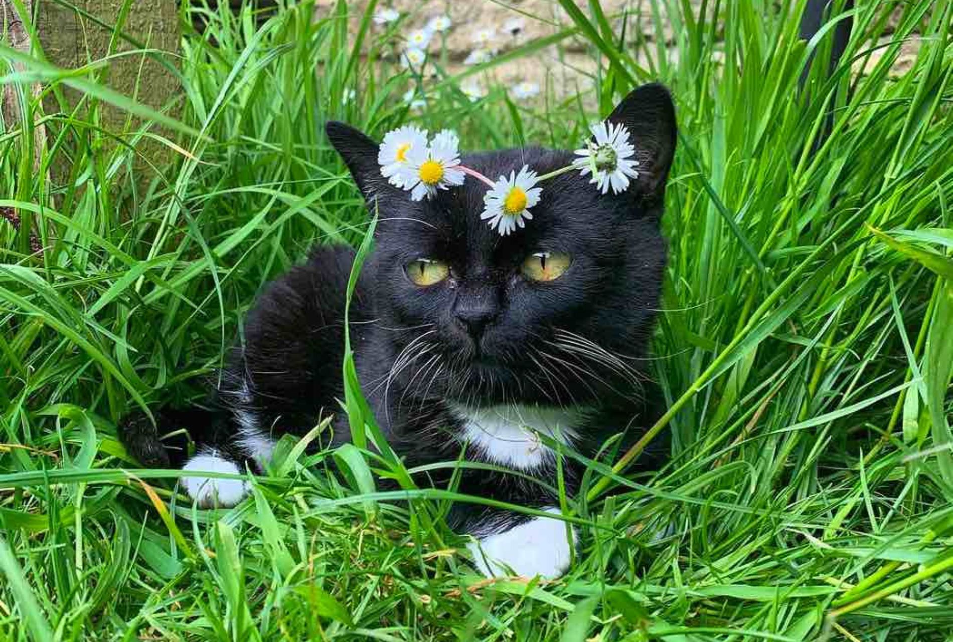 gatto affetto da nanismo