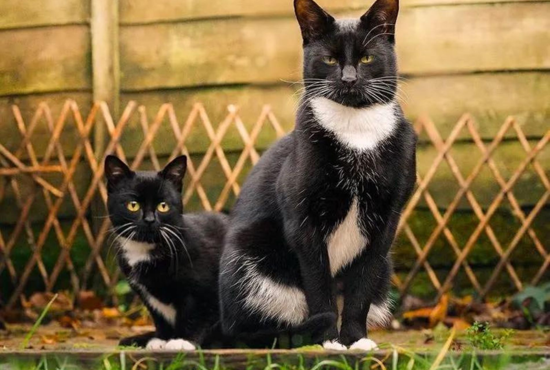 gatto affetto da nanismo