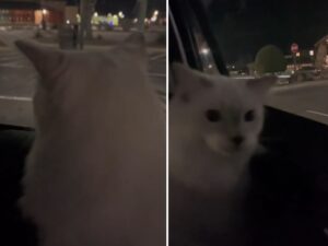 Il gatto Ragdoll viziatissimo protesta con la sua mamma dopo che gli è stato detto che non può fare shopping