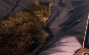 Quello che fa il gatto anziano di 17 anni ogni notte fa impazzire il suo proprietario (e fa ridere tutti gli altri) (VIDEO)