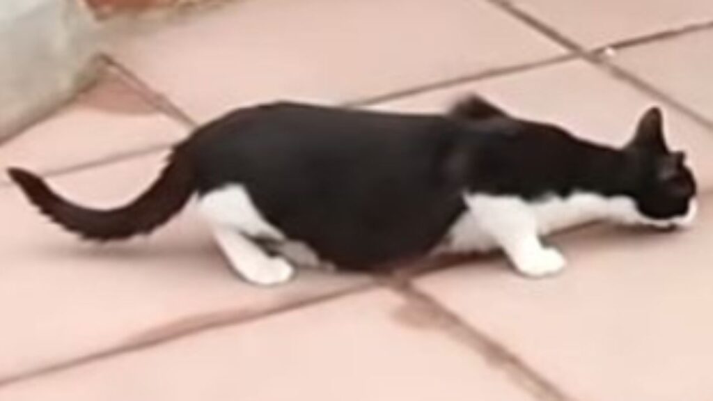 gatto che si appiattisce sul pavimento