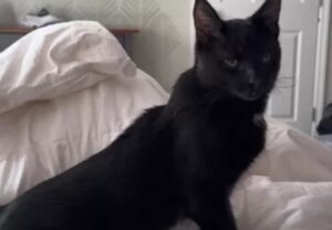 Gatto nero arrabbiato