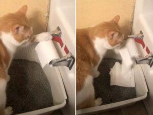 Questo gatto super educato ha il pallino della pulizia e copre la lettiera con la carta igienica