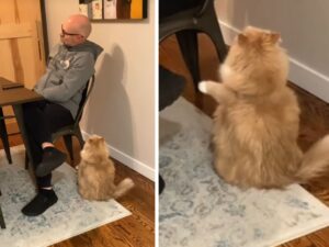 Il modo in cui questo gatto cerca di attirare l’attenzione del suo papà umano è davvero da premiare