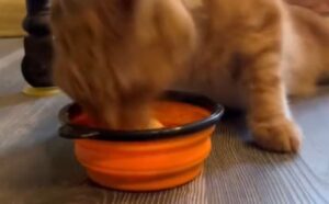 Hanno adottato questo gatto con bisogni speciali e non se ne sono mai pentiti: questo è come festeggia il suo compleanno (VIDEO)