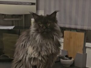 La mamma umana di questo Maine Coon spiega a tutti i problemi di avere un gatto davvero intelligente