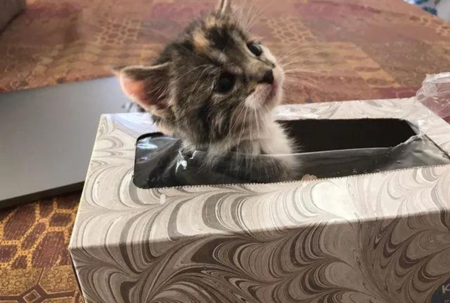 gatto dentro scatola di fazzoletti