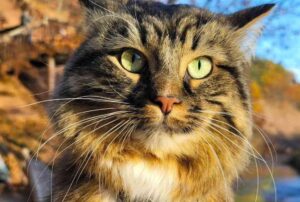 Conquista il mondo con la sua straordinaria bellezza: lui è Picchu, il gatto avventuriero senza paura