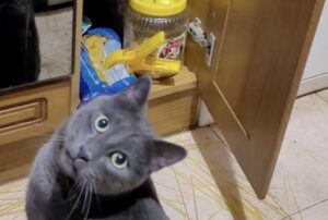 gatto gioca con spaghetti
