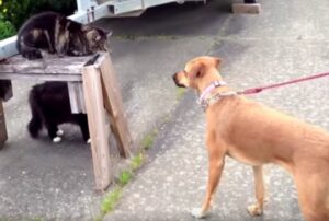 C’è un bullo nel quartiere che ha preso di mira il cane: è il coraggiosissimo gatto a fare finalmente giustizia