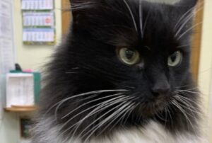 Gatto licenziato dalla biblioteca dove viveva, perché un pensionato lo ha denunciato