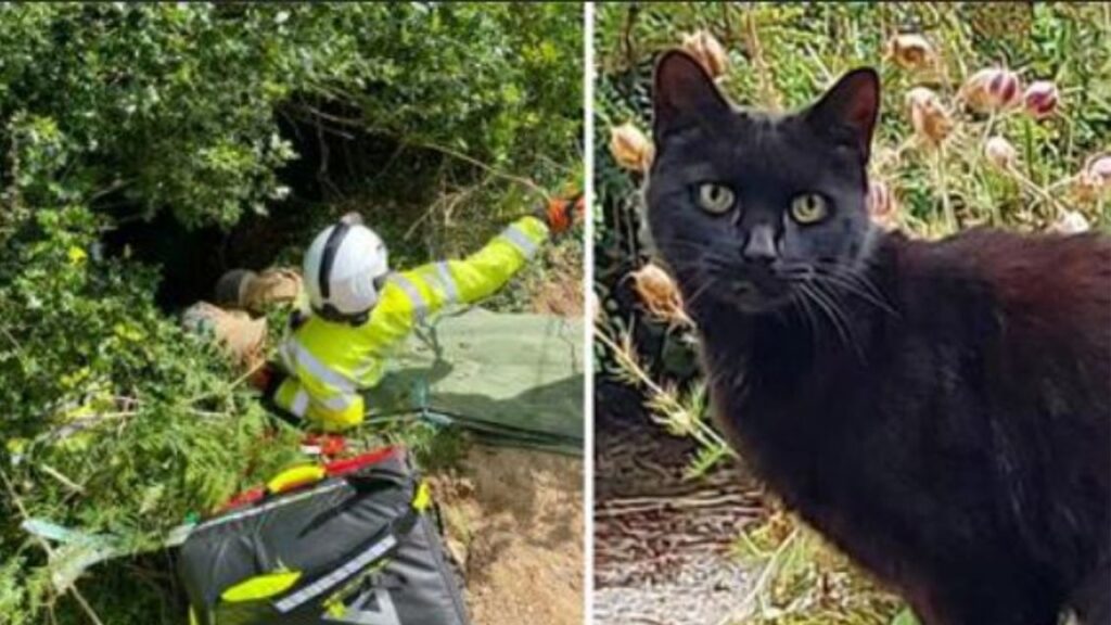 un gatto nero di nome Piran