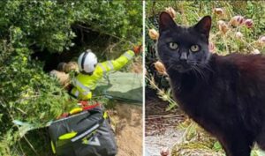 Questo gatto è stato davvero un eroe: è riuscito a guidare una squadra di soccorritori verso l’anziana in difficoltà