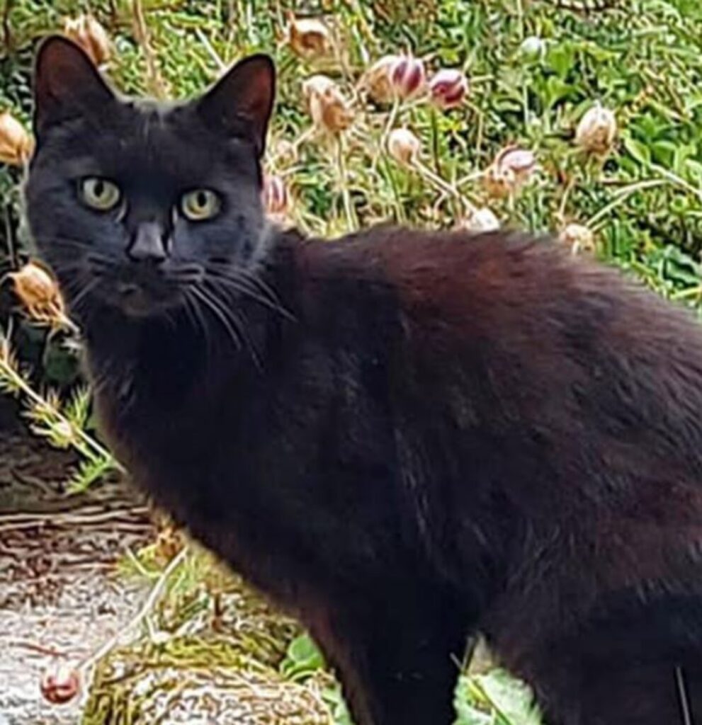 un gatto di nome Piran nero