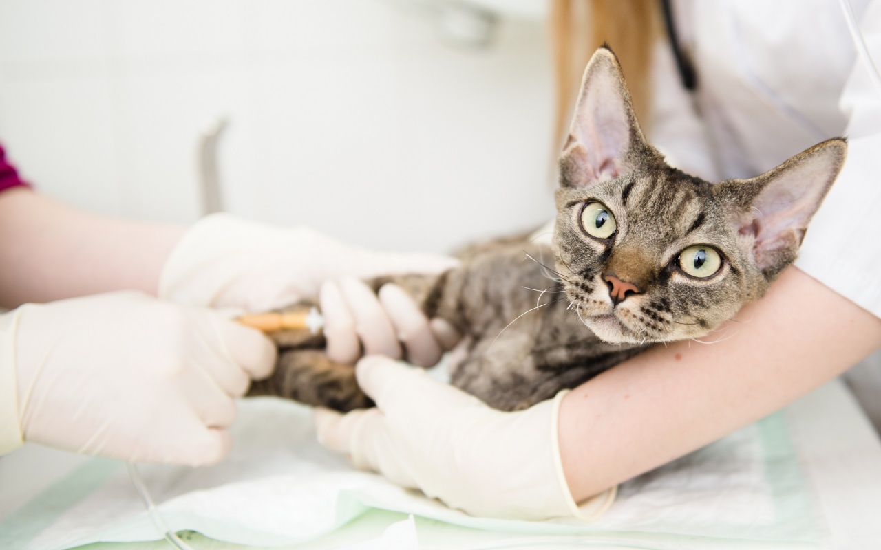 gatto dal veterinario