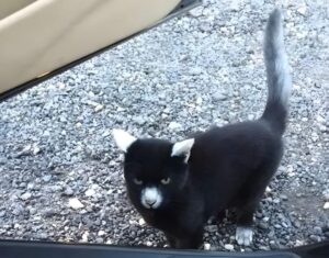 Gatto “panda” con macchie bianche su naso, orecchie, coda e zampe entra nell’auto di uno sconosciuto