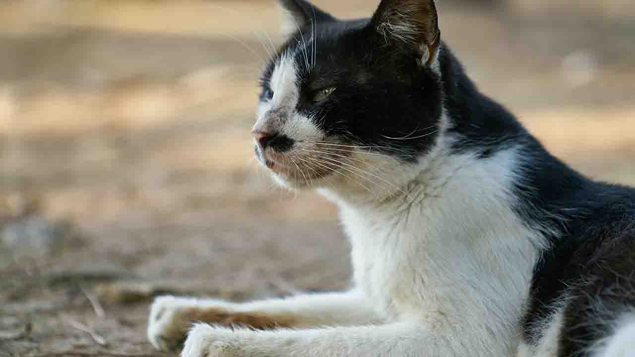 Gatto bianco e nero