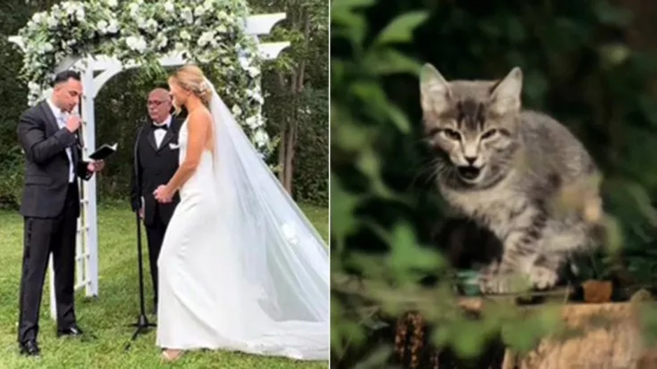 Gatto al matrimonio