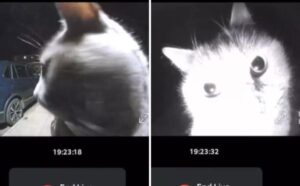 Il gatto intelligente decide di usare il campanello per rientrare: ha capito perfettamente come comportarsi (VIDEO)