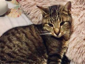 Gatto sparito nel bresciano ricompare un anno dopo in provincia di Cremona