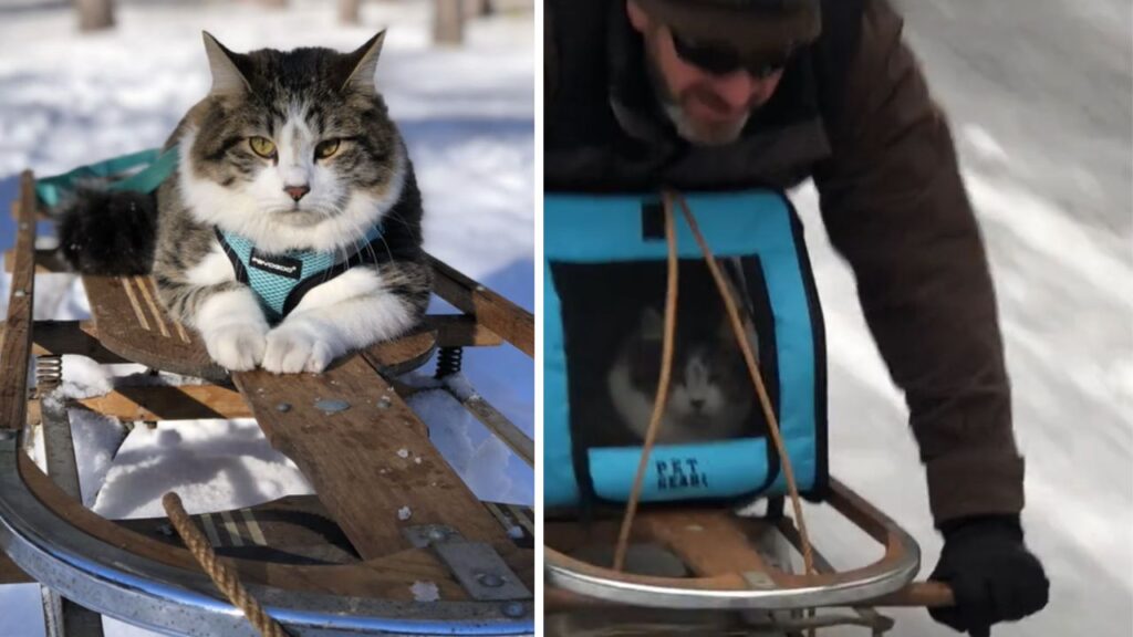 gatto in compagnia del suo padrone