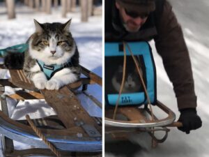 Questo gatto ha un hobby unico che lo rende davvero molto, molto speciale